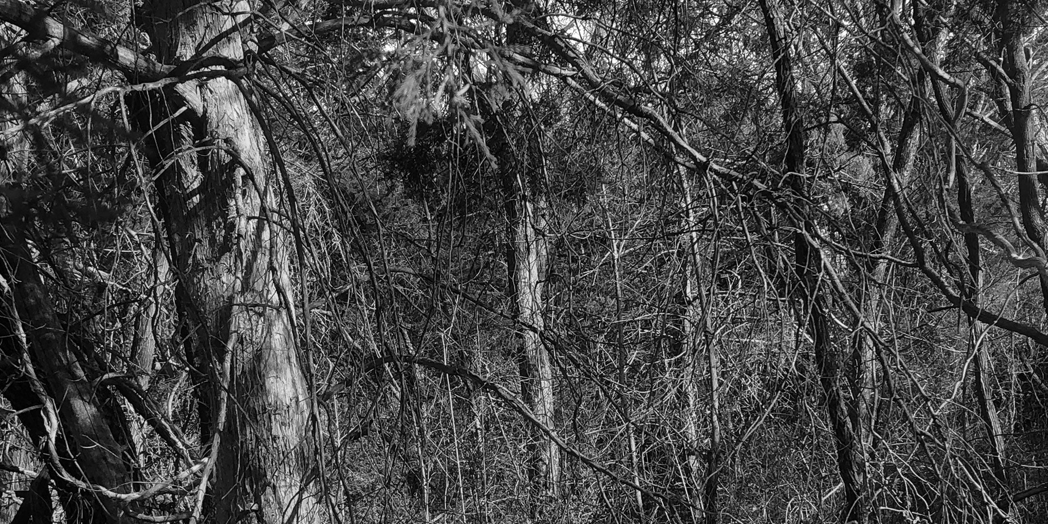 Squatch Collection